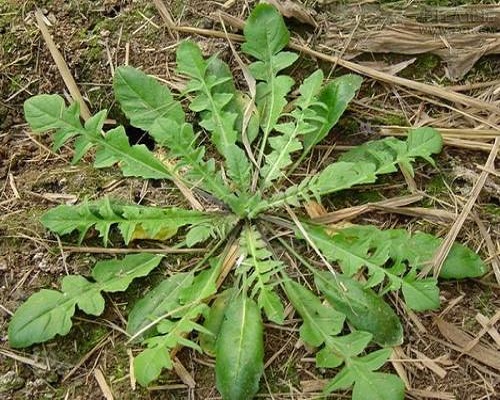 荠菜,水溶肥厂家供应水溶肥