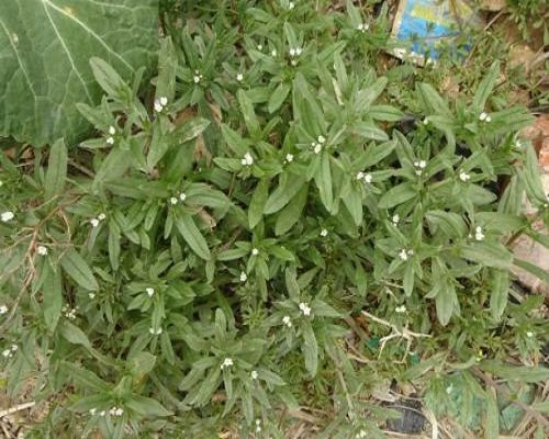 麦家公,有机水溶肥