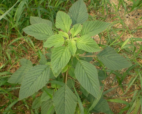 反枝苋,大量元素水溶肥