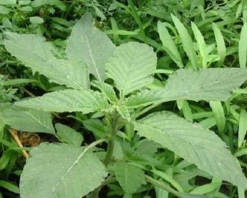 反枝苋,水溶肥厂家