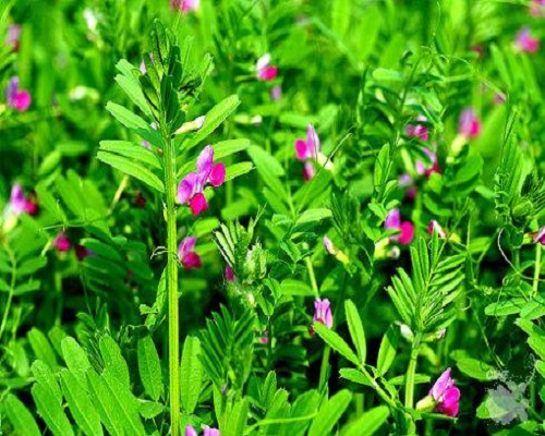 大巢菜,蔬菜冲施肥