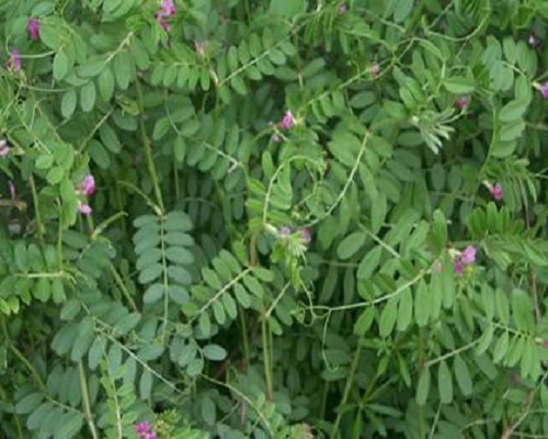 大巢菜,大量元素水溶肥标准