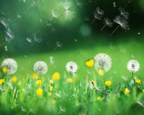 蒲公英,保花保果叶面肥