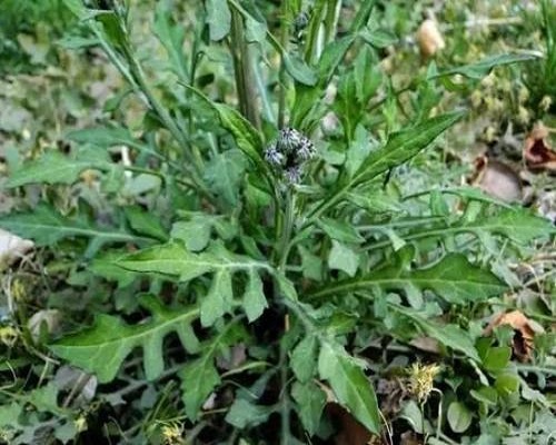 泥胡菜,蔬菜冲施肥 泥胡菜,蔬菜冲施肥