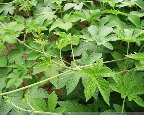 葎草,冲施肥价格