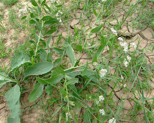 独行菜,高钾水溶肥批发商