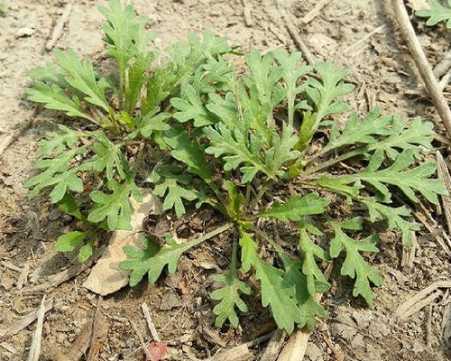 独行菜,水溶肥厂家供应水溶肥