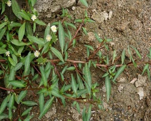 丁香蓼,腐植酸水溶肥厂家