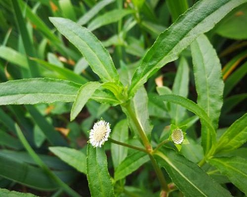 鳢肠,氨基酸水溶肥