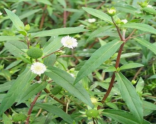鳢肠,叶面肥使用