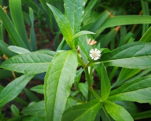 鳢肠,冲施肥价格