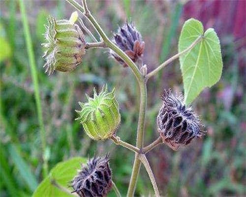 苘麻,保花保果叶面肥