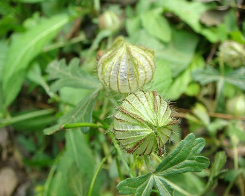野西瓜苗,水溶肥厂家
