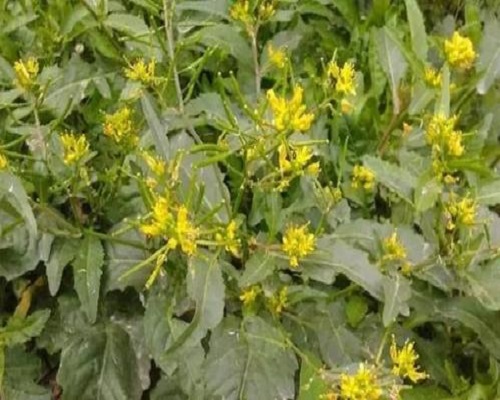 野油菜,水溶肥价格