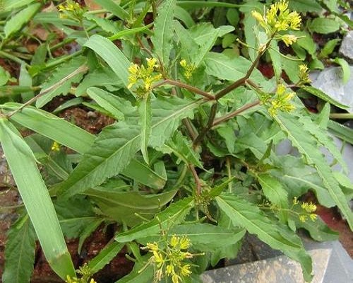 野油菜,氨基酸叶面肥