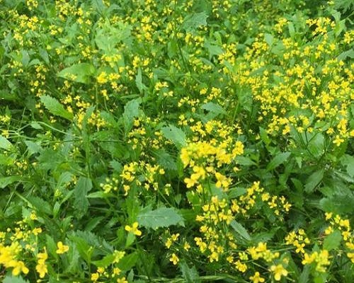 野油菜,蔬菜冲施肥