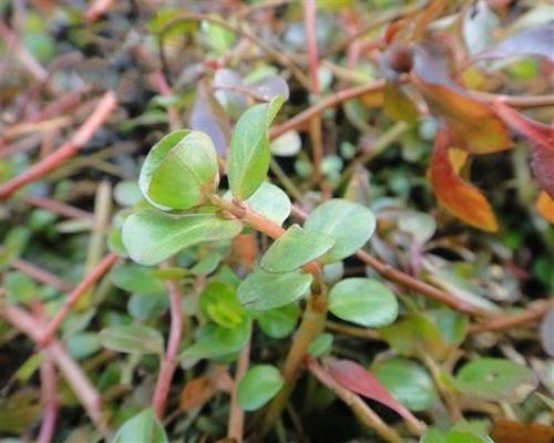 节节菜,喷施叶面肥