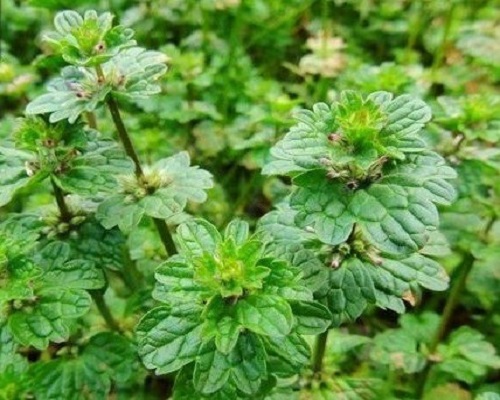 宝盖草,水溶肥的前十名