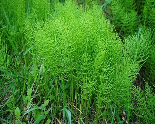 问荆,进口高钾水溶肥厂家