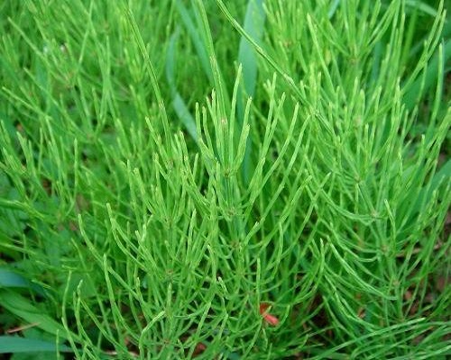 问荆,叶面冲施肥