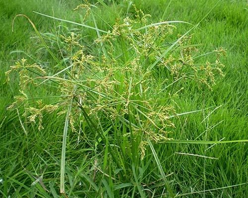 香附子,水溶肥厂家