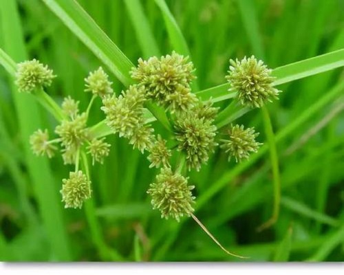 异型莎草,什么叶面肥最好