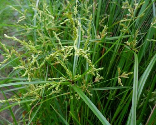 三方草,水溶肥厂家