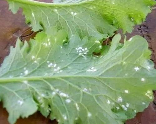白菜白锈病,中量元素水溶肥 白菜白锈病,中量元素水溶肥