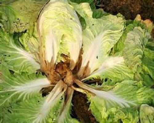 白菜根腐病,叶面肥价格