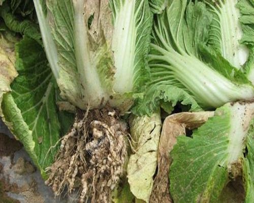 白菜根肿病,叶面肥喷施注意事项