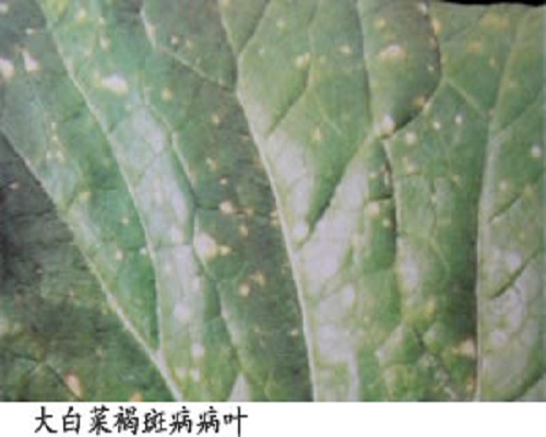 白菜褐斑病,冲施肥生产厂家