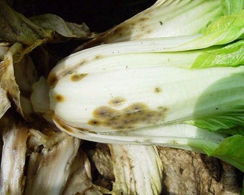 白菜褐腐病,十大品牌冲施肥
