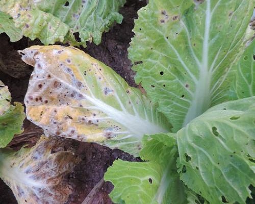 白菜黑斑病,冲施肥桶肥 白菜黑斑病,冲施肥桶肥