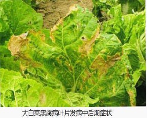 白菜黑腐病,什么叶面肥最好
