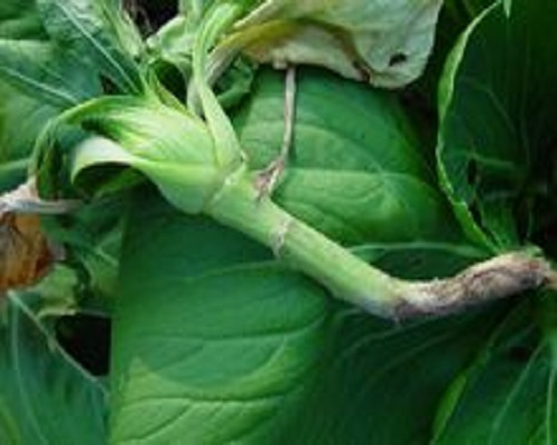 白菜黑胫病,保花保果叶面肥