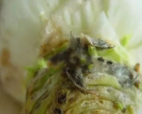 白菜灰霉病,有机水溶肥