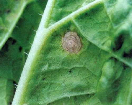 白菜假黑斑病,白菜叶面肥