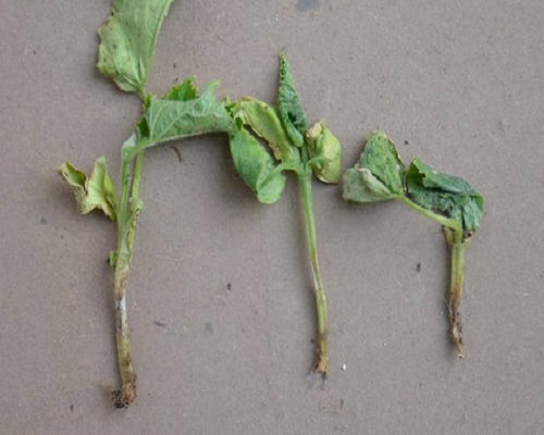 白菜立枯病,叶面肥价格