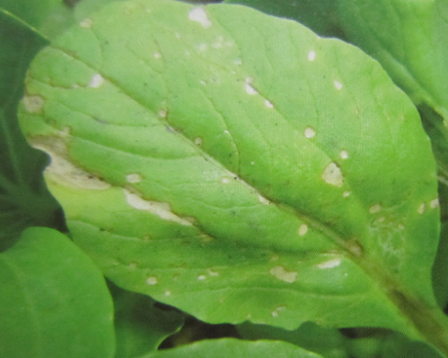 白菜炭疽病,水溶肥厂家排名 白菜炭疽病,水溶肥厂家排名