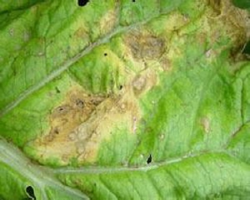 白菜细菌性黑斑病,叶面肥使用