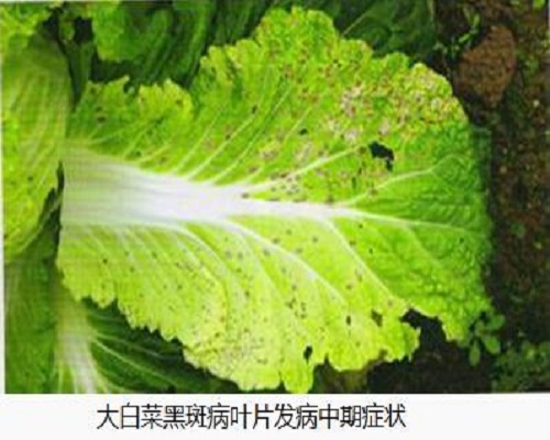 白菜细菌性黑斑病,水溶肥价格