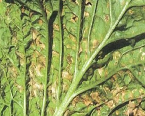 白菜细菌性角斑病,十大品牌冲施肥