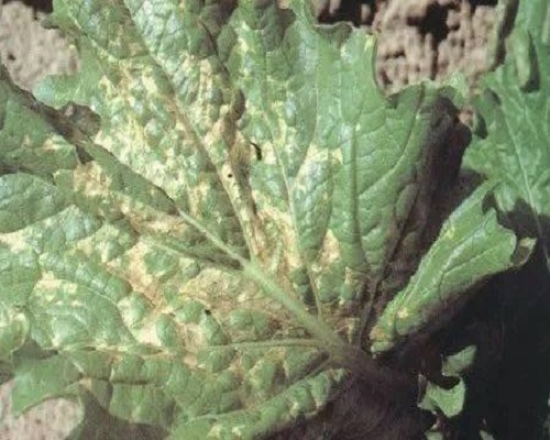 白菜细菌性角斑病,进口大量元素水溶肥厂家