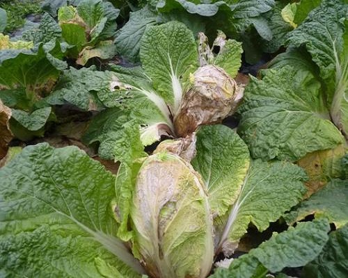 白菜细菌性软腐病,冲施肥桶肥