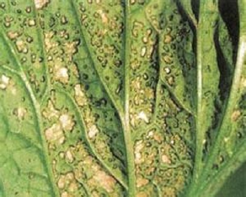 白菜细菌性叶斑病,大型水溶肥厂家