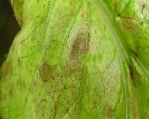 白菜细菌性叶斑病,世界最好的叶面肥 白菜细菌性叶斑病,世界最好的叶面肥