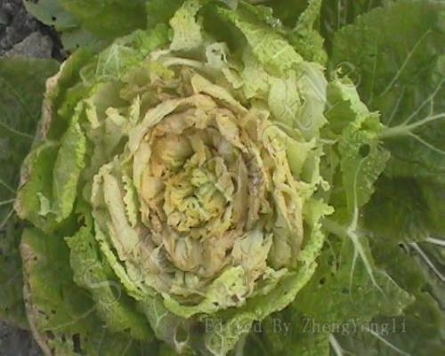 白菜疫病,水溶肥设备厂家排名 白菜疫病,水溶肥设备厂家排名