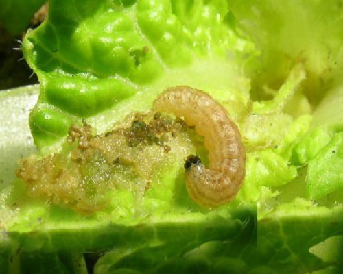 菜螟,冲施肥