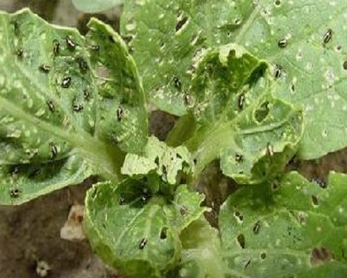 菜螟,水溶肥厂家