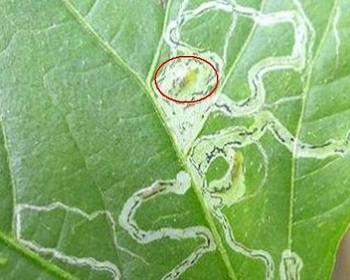 萝卜地种蝇,腐植酸水溶肥厂家